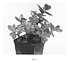 Sedum%20hybrida%20%27Firecracker%27