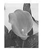 Calla%20lily%20plant%20named%20%27Cardinal%20BLZ%27