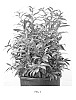 Sarcococca%20hookeriana%20%27PMOORE03%27