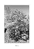 Rhododendron%20hybrida%20%27UMNAZ%20493%27
