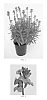 Erysimum%20linifolium%20%27Balchermauv%27
