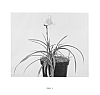 Hemerocallis%20hybrid%20%27VER00213%27