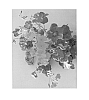 Pelargonium%20peltatum%20%27Pachafpur%27