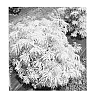 Sambucus%20racemosa%20%27SMNSRD4%27