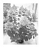 Hydrangea%20paniculata%20%27SMHPZIND%27
