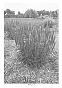 Veronica%20spicata%20%27Novavermau%27