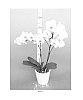 Phalaenopsis%20Blume%20%27PHALCISBIK%27
