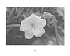 Hemerocallis%20hybrida%20%27Happy%20Days%20Are%20Here%20Again%27