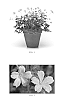 Geranium%20x%20oxonianum%20%27Miss%20Heidi%27