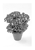 Pelargonium%20grandiflorum%20%27REGBEDARE%27