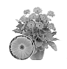 Gerbera%20hybrida%20%27Gardreams%27
