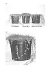 Cynodon%20dactylon%20L.%20x%20Cynodon%20transvaalensis%20L.%20%27C-7%27