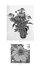 Echinacea%20x%20hybrida%20%27Balsomador%27