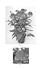 Echinacea%20x%20hybrida%20%27Balscandin%27