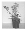 Anigozanthos%20plant%20named%20%27Carmat%27