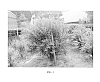 Lonicera%20caerulea%20ssp.%20emphyllocalyx%20%27Keiko%27