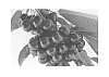Prunus%20avium%20%27SPC103%27