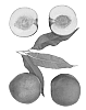 Prunus%20persica%20var.%20nucipersica%20%27Atomic%20Red%27