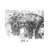 Vitis%20vinifera%20L.%20%27Stargrape%202%27