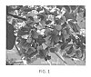 Paulownia%20%27Belle%20Select%20%232%27