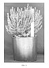 Buxus%20microphylla%20%27Grejade%27