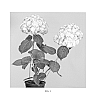 Hydrangea%20macrophylla%20%27H2002%27
