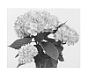 Hydrangea%20macrophylla%20%27Saxreb11%27