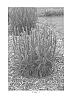 Veronica%20spicata%20%27Novaverlig%27
