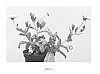 Calendula%20officinalis%20%2720123-5D%27