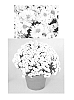 Chrysanthemum%20x%20morifolium%20%27Icicle%20Igloo%27