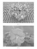 Impatiens%20hybrida%20hort.%20%27SAKIMP033%27