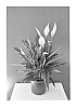 Spathiphyllum%20Schott.%20%27Spamart%27