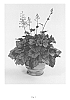 Heuchera%20hybrid%20%27DKIRA88%27