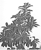 Polyspora%20plant%20named%20%27SaPaRuby%27