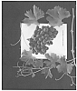 Vitis%20%27ARRATWENTYSEVEN%27