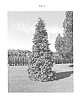 Thuja%20plicata%20x%20standishii%20%27BFC68%27