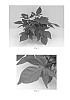Ipomoea%20batatas%20%27Balsolared%27
