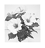 Hibiscus%20rosa-sinensis%20%27Longi%20Tropic%20Soft%20Pink%27