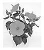 Hibiscus%20rosa-sinensis%20%27Multi%20Tropic%20Orange%27