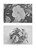 Impatiens%20hybrida%20hort%20%27SAKIMP019%27