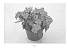 Impatiens%20hybrida%20hort%20%27SAKIMP029%27