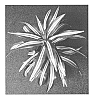 Dracaena%20fragrans%20%27DRAWHIGRE%27