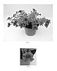 Calibrachoa%20x%20hybrida%20%27PAS1020344%27