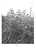 Penstemon%20barbatus%20%27Novapenpin%27