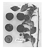 Plum%20tree%20named%20%27Suplumfortyseven%27