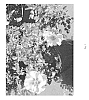 Rosa%20hybrid%20%27IntRos02%27