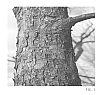 Carya%20illinoinensis%20%27Tom%27
