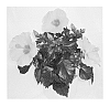Hibiscus%20rosa-sinensis%20%27Multi%20Tropic%20Yellow%27