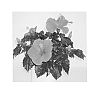 Hibiscus%20rosa-sinensis%20%27Multi%20Tropic%20Red%27