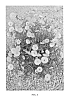 Calendula%20officinalis%20%2720123-72D%27